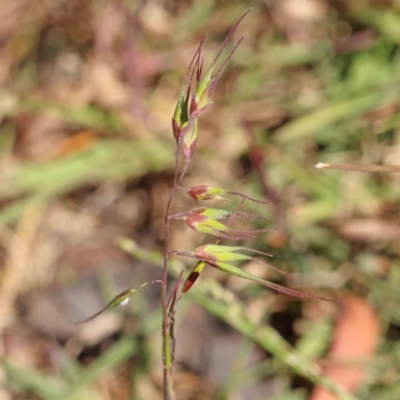 Ehrharta longiflora (Annual Veldt Grass) at O'Connor, ACT - 7 Sep 2023 by ConBoekel