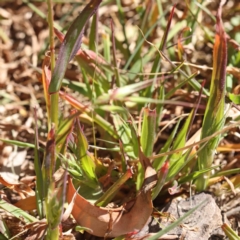 Ehrharta longiflora at O'Connor, ACT - 7 Sep 2023
