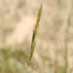 Vulpia (genus) (A Squirreltail Fescue) at O'Connor, ACT - 7 Sep 2023 by ConBoekel