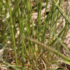 Vulpia sp. at O'Connor, ACT - 7 Sep 2023