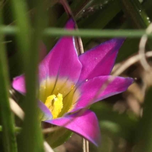 Romulea rosea var. australis at O'Connor, ACT - 7 Sep 2023 12:11 PM