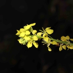 Hirschfeldia incana (Buchan Weed) at O'Connor, ACT - 7 Sep 2023 by ConBoekel