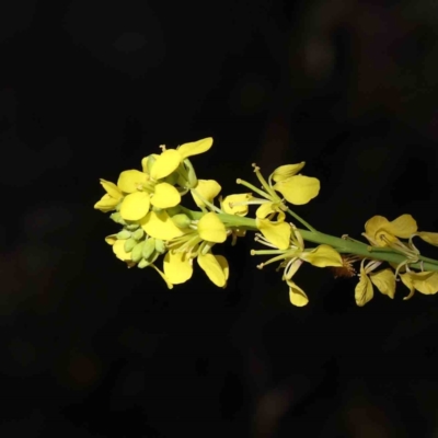 Hirschfeldia incana (Buchan Weed) at O'Connor, ACT - 7 Sep 2023 by ConBoekel