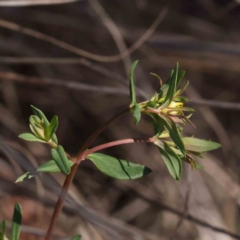 Hypericum perforatum (St John's Wort) at O'Connor, ACT - 7 Sep 2023 by ConBoekel