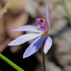 Cyanicula caerulea (Blue Fingers, Blue Fairies) at Chiltern, VIC - 7 Sep 2023 by KylieWaldon