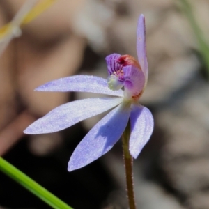 Cyanicula caerulea at Chiltern, VIC - 7 Sep 2023