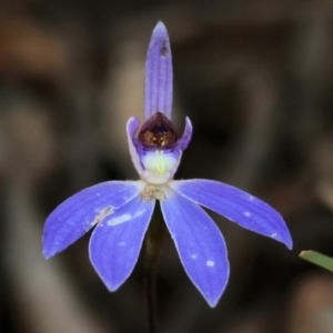 Cyanicula caerulea at Chiltern, VIC - suppressed