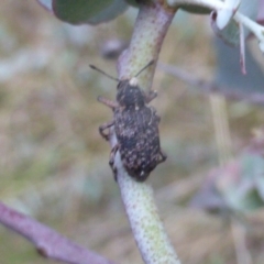 Rhinaria sp. (genus) (Unidentified Rhinaria weevil) at Isaacs, ACT - 7 Sep 2023 by Mike