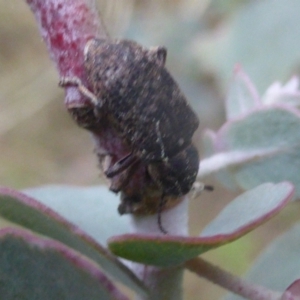 Rhinaria sp. (genus) at Isaacs, ACT - 7 Sep 2023