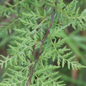 Cheilanthes austrotenuifolia at Chiltern, VIC - 7 Sep 2023