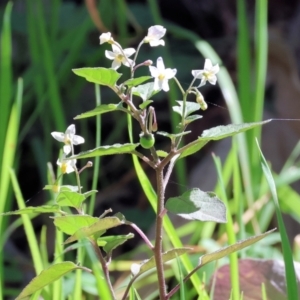 Solanum nigrum at Chiltern, VIC - 7 Sep 2023