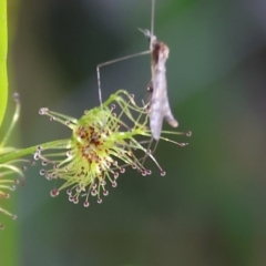 Unidentified Scorpionfly and Hangingfly (Mecoptera) at Chiltern, VIC - 7 Sep 2023 by KylieWaldon