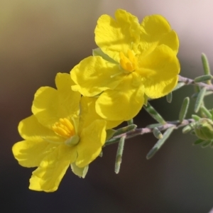 Hibbertia riparia at Chiltern, VIC - 7 Sep 2023 11:41 AM