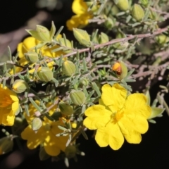 Hibbertia riparia at Chiltern, VIC - 7 Sep 2023