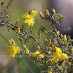 Hibbertia riparia at Chiltern, VIC - 7 Sep 2023 11:41 AM