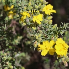 Hibbertia riparia at Chiltern, VIC - 7 Sep 2023