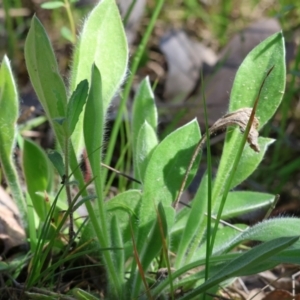 Brunonia australis at Chiltern, VIC - 7 Sep 2023