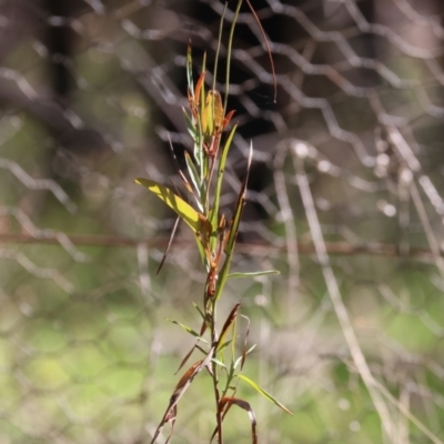 Hardenbergia violacea (False Sarsaparilla) at Chiltern, VIC - 7 Sep 2023 by KylieWaldon
