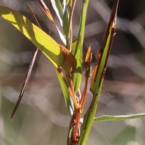 Hardenbergia violacea at Chiltern, VIC - 7 Sep 2023