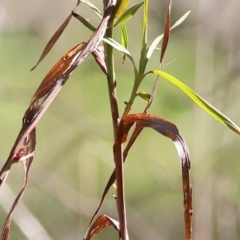 Hardenbergia violacea at Chiltern, VIC - 7 Sep 2023