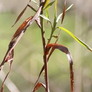 Hardenbergia violacea at Chiltern, VIC - 7 Sep 2023