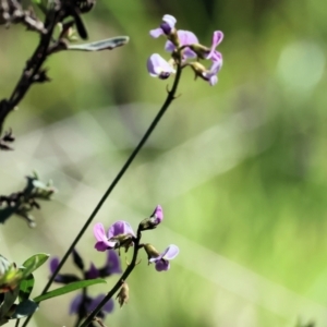 Glycine clandestina at Chiltern, VIC - 7 Sep 2023