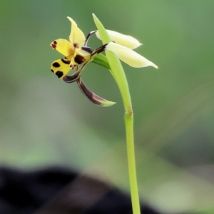 Diuris pardina (Leopard Doubletail) at Chiltern, VIC by KylieWaldon
