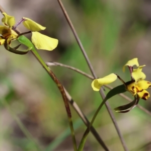 Diuris pardina at Chiltern, VIC - suppressed