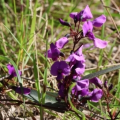 Hardenbergia violacea (False Sarsaparilla) at Chiltern, VIC - 7 Sep 2023 by KylieWaldon