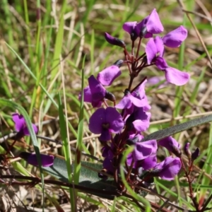 Hardenbergia violacea at Chiltern, VIC - 7 Sep 2023