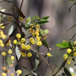 Acacia verniciflua (Varnish Wattle) at Chiltern, VIC by KylieWaldon
