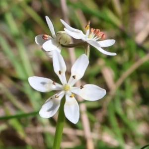 Wurmbea dioica subsp. dioica at Chiltern, VIC - 7 Sep 2023