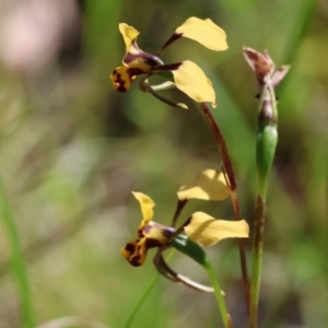 Diuris pardina at Chiltern, VIC - 7 Sep 2023