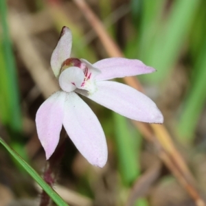 Caladenia fuscata at Chiltern, VIC - suppressed