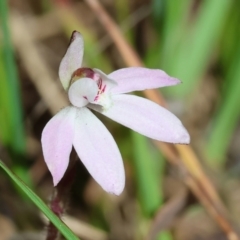 Caladenia fuscata (Dusky Fingers) at Chiltern, VIC - 7 Sep 2023 by KylieWaldon