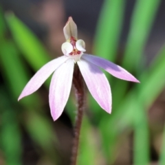 Caladenia fuscata at Chiltern, VIC - 7 Sep 2023