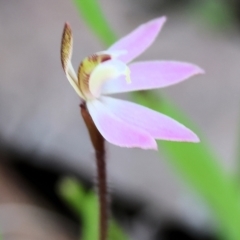 Caladenia fuscata at Chiltern, VIC - suppressed