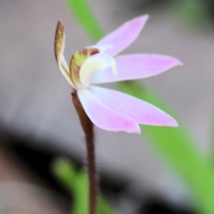 Caladenia fuscata at Chiltern, VIC - suppressed