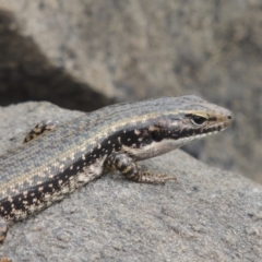 Eulamprus heatwolei (Yellow-bellied Water Skink) at Pine Island to Point Hut - 26 Mar 2023 by michaelb