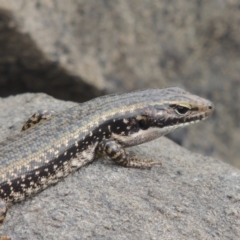 Eulamprus heatwolei (Yellow-bellied Water Skink) at Tuggeranong, ACT - 26 Mar 2023 by michaelb