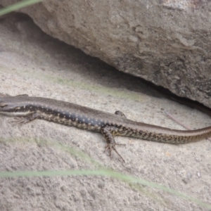 Eulamprus heatwolei at Tuggeranong, ACT - 26 Mar 2023