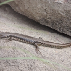 Eulamprus heatwolei (Yellow-bellied Water Skink) at Pine Island to Point Hut - 26 Mar 2023 by michaelb