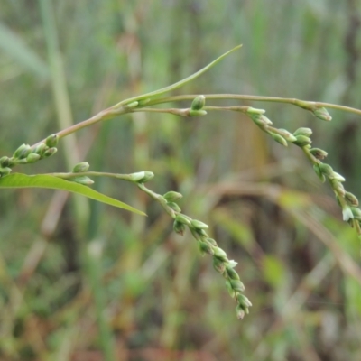 Persicaria hydropiper (Water Pepper) at Pine Island to Point Hut - 26 Mar 2023 by michaelb