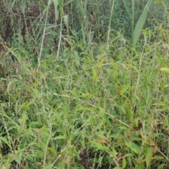 Persicaria hydropiper at Tuggeranong, ACT - 26 Mar 2023