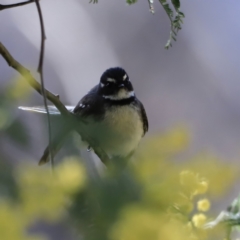 Rhipidura albiscapa (Grey Fantail) at Tharwa, ACT - 7 Sep 2023 by JimL