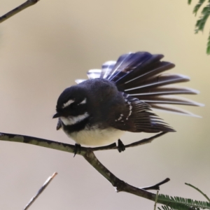 Rhipidura albiscapa at Tharwa, ACT - 8 Sep 2023