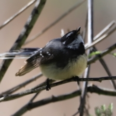 Rhipidura albiscapa at Tharwa, ACT - 8 Sep 2023