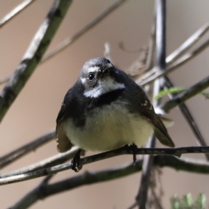 Rhipidura albiscapa at Tharwa, ACT - 8 Sep 2023