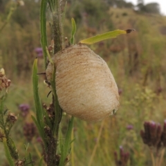 Mantidae - egg case (family) (Egg case of praying mantis) at Tuggeranong, ACT - 26 Mar 2023 by MichaelBedingfield