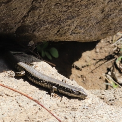 Eulamprus heatwolei (Yellow-bellied Water Skink) at Gigerline Nature Reserve - 7 Sep 2023 by JimL